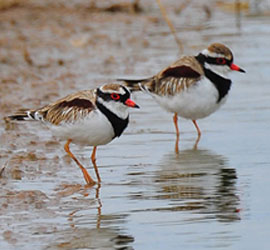 0144_0304_3254 Black Fronted Dotterals