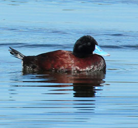 0216_0022_9158 - Blue Billed Duck (Male) Walka