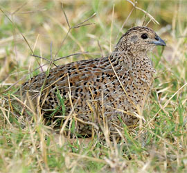 0011_0010_2193 Brown Quail - Bowra