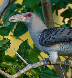 Cuckoo,-Channel-billed---23616