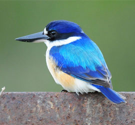 0324_0485_6934 Forrest Kingfisher - Cairns