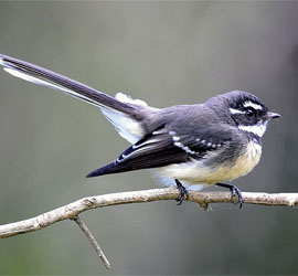 0361_0709_5631 Grey Fantail