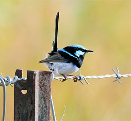 0529 506 1100 Superb Fairy Wren