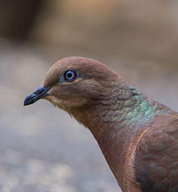 aa-brown-cuckoo-dove-15329