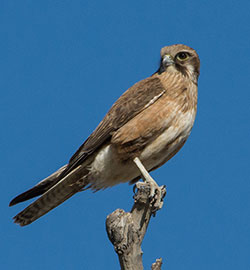 aa-brown-falcon-9322