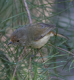 aa-brown-thornbill-28630