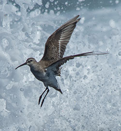 aa-curlew-sandpiper-22497