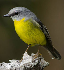 aa-eastern-yellow-robin-18589