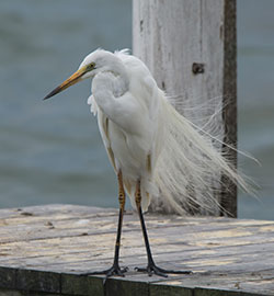 aa-great-egret-14882