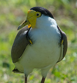 aa-masked-lapwing-5105