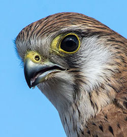 aa-nankeen-kestrel-27084