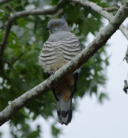 aa-pacific-baza-28166