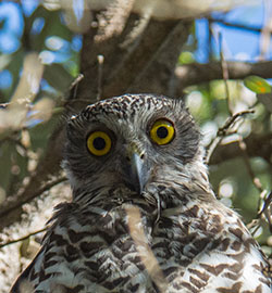 aa-powerful-owl-23729