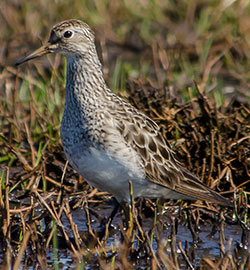 aa-sandpiper-pectoral--16877