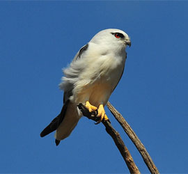 0232_0181_4864 Black Sholdered Kite