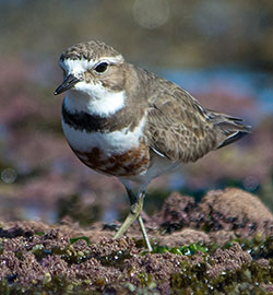 double-banded-plover-2108