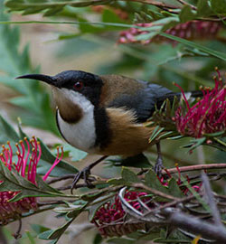 eastern-spinebill-3059