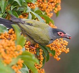 figbird