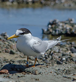 little-tern-tagged-39909