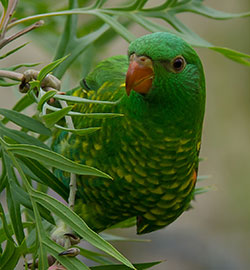 lorikeet-scaly-breasted-27296