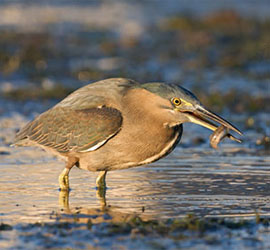 striatedheron