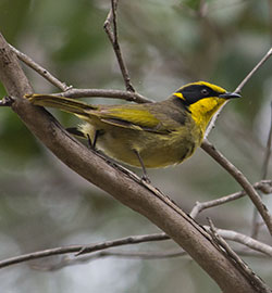 yellow-tufted-honeyeater-2893